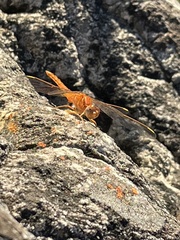 Crocothemis sanguinolenta