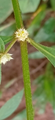 Alternanthera bettzickiana