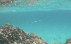 Tylosurus crocodilus