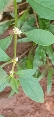 Alternanthera bettzickiana