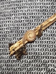 Blaniulidae