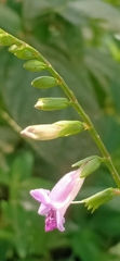 Asystasia gangetica