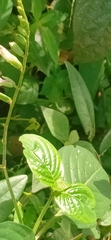 Asystasia gangetica