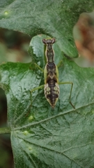 Schizomantodea