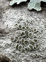 Lecanora