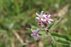 Oxypetalum solanoides