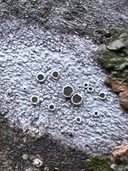 Lecanora