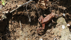 Bufo stejnegeri