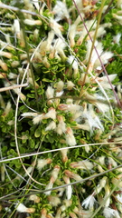 Baccharis magellanica