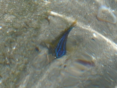 Stegastes variabilis