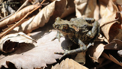 Bufo stejnegeri
