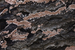 Corticium roseum