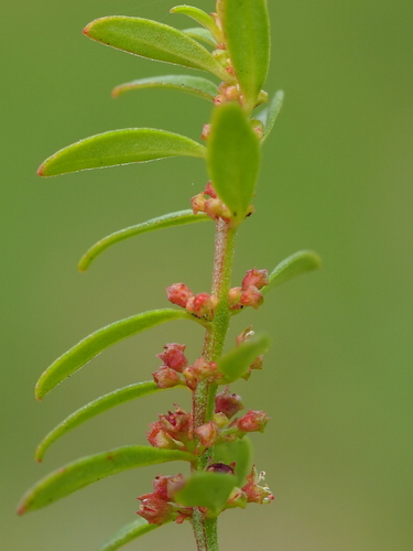 Ammannia baccifera L.