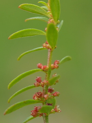 Ammannia baccifera