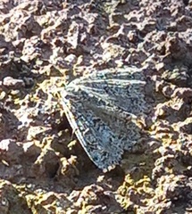 Ascotis fortunata