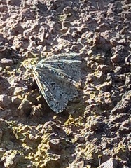 Ascotis fortunata