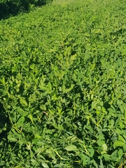 Arachis hypogaea