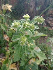 Fuertesimalva limensis