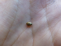 Aphidecta obliterata