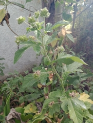 Fuertesimalva limensis