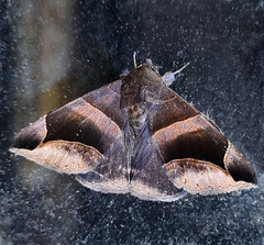 Bastilla joviana