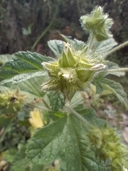 Fuertesimalva limensis