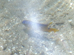 Stegastes variabilis