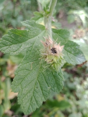 Fuertesimalva limensis