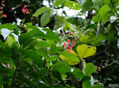 Warszewiczia coccinea