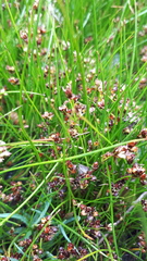 Juncus scheuchzerioides