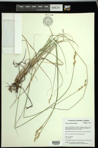 Carex xerantica