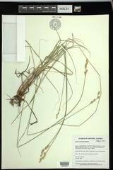 Carex xerantica