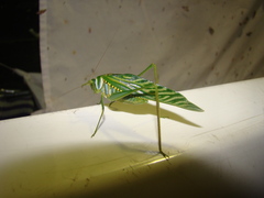 Microcentrum xavieri