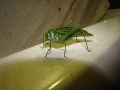 Microcentrum xavieri