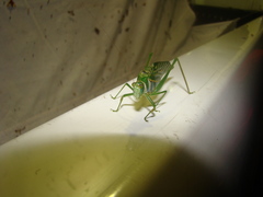 Microcentrum xavieri