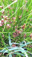 Juncus scheuchzerioides