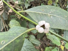 Deeringia polysperma