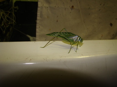 Microcentrum xavieri