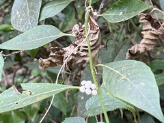 Deeringia polysperma