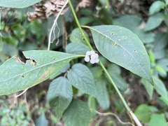Deeringia polysperma