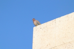 Streptopelia senegalensis
