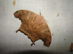 Titaea tamerlan amazonensis