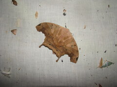 Titaea tamerlan amazonensis