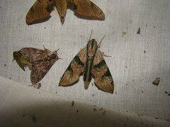 Eumorpha capronnieri