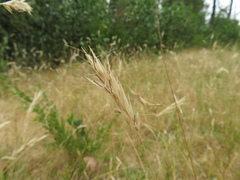 Rytidosperma clelandii