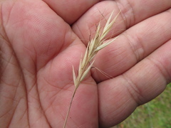 Rytidosperma clelandii