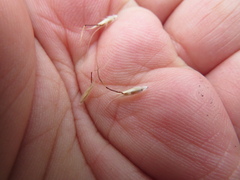 Rytidosperma clelandii