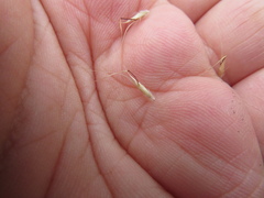 Rytidosperma clelandii