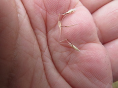 Rytidosperma clelandii