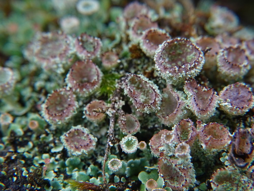 Taurinė šiurė nuotrauka